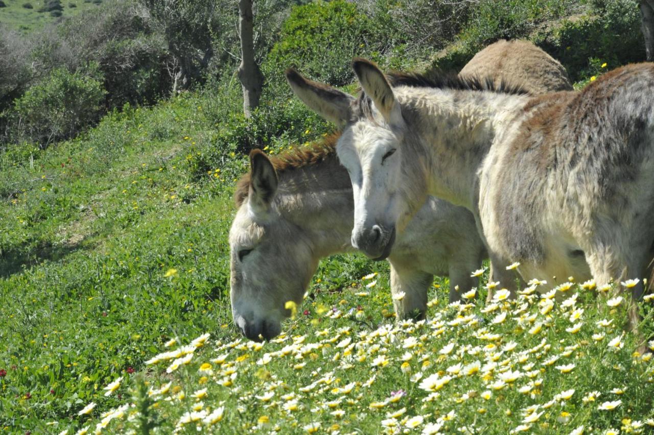 Finca La Cantarera Ταρίφα Εξωτερικό φωτογραφία