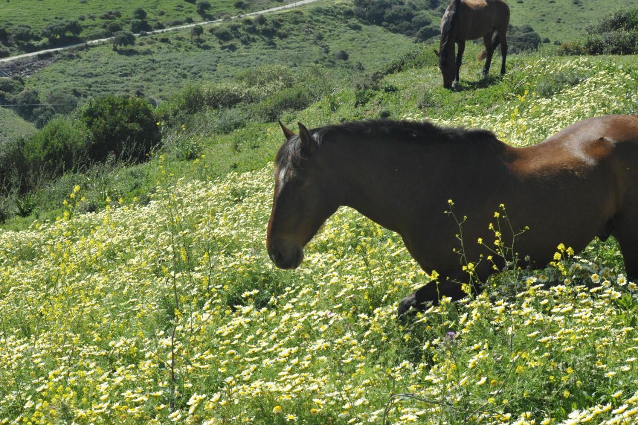 Finca La Cantarera Ταρίφα Εξωτερικό φωτογραφία
