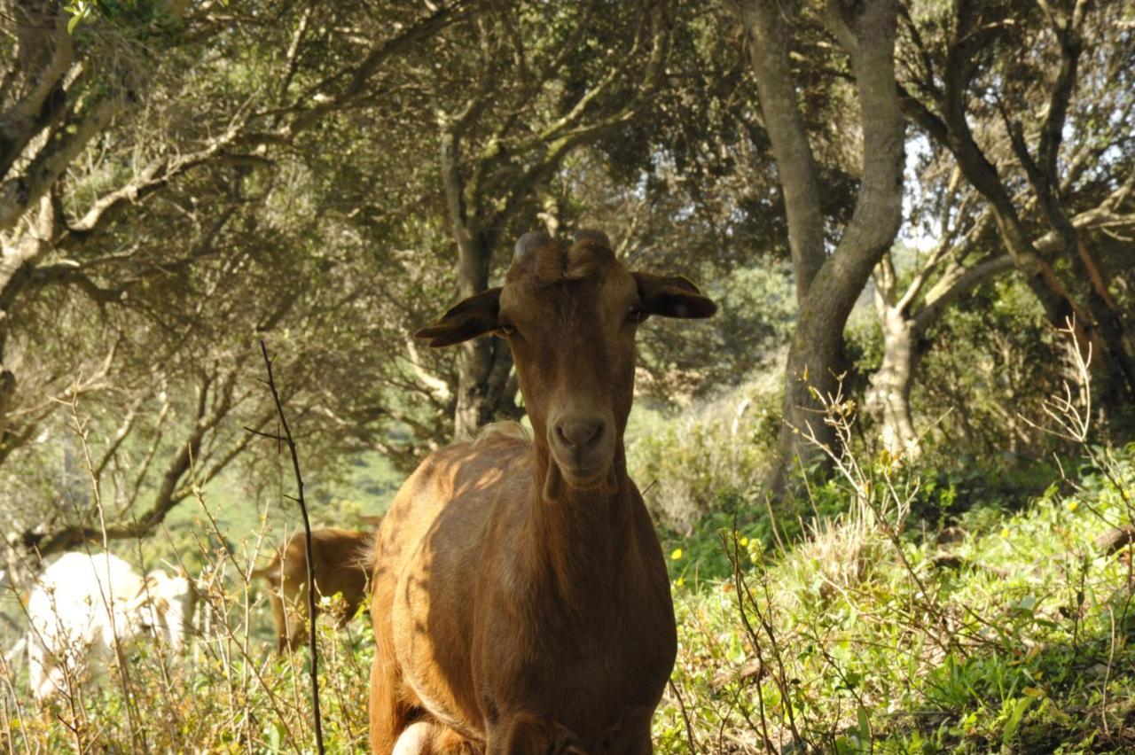 Finca La Cantarera Ταρίφα Εξωτερικό φωτογραφία